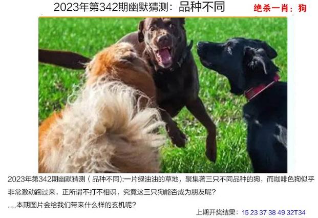 2023澳门一肖一码100精准,设计策略快速解答_整版DKJ656.74